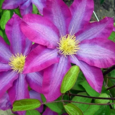 Клематис КАКИО в Пскове