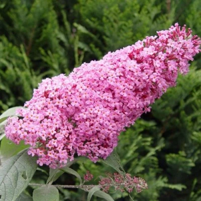 Буддлея давида ПИНК ДЕЛАЙТ в Пскове