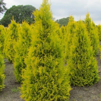 Туя САНКИСТ западная в Пскове