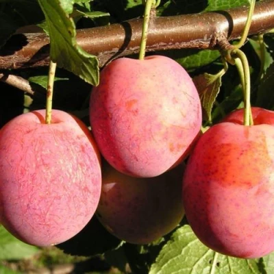 Слива ВИКТОРИЯ в Пскове