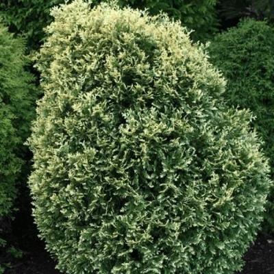 Туя ЛИТОМИШИЛ западная в Пскове