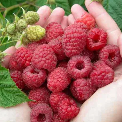 Малина МОЛЛИНГ ДЖУНО в Пскове