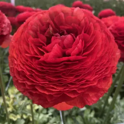 Ранункулюс ГЕТ ЛАКИ романс в Пскове