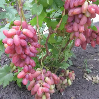 Виноград ЮЛИАН в Пскове