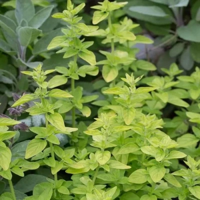 Душица ТАМБЛС ВАРИЕТИ обыкновенная в Пскове