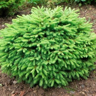 Ель НИДИФОРМИС обыкновенная в Пскове