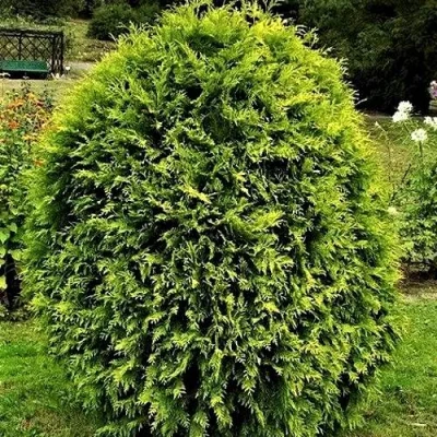 Туя ТИП ТОП западная в Пскове