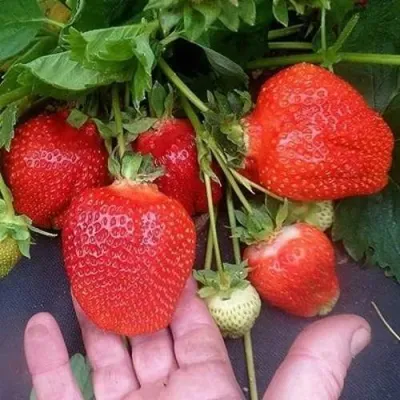 Клубника АЗИЯ в Пскове