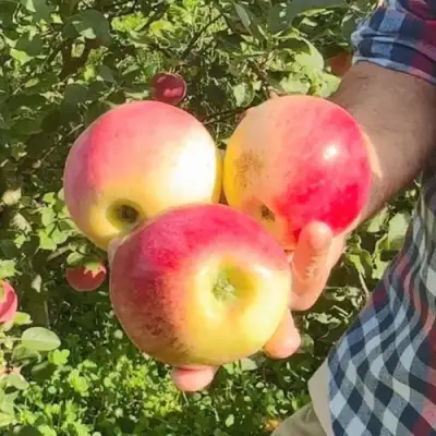 Яблоня КУЛИКОВСКОЕ в Пскове