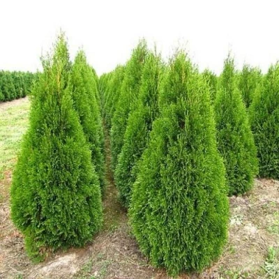Туя СМАРАГД западная в Пскове