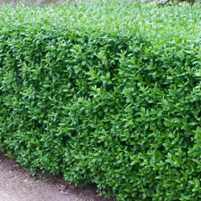 Бирючина обыкновенная АТРОВИРЕНС в Пскове