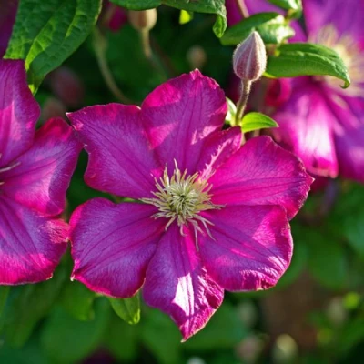 Клематис КАРМЕНСИТА в Пскове
