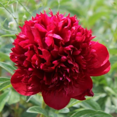 Пион РЕД МЭДЖИК травянистый в Пскове