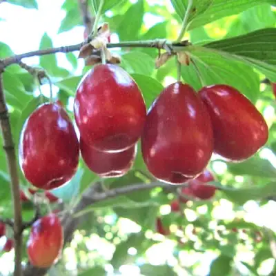 Кизил ЛУКЬЯНОВСКИЙ в Пскове