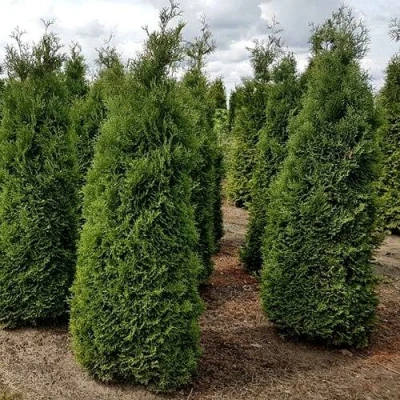 Туя ХОЛМСТРУП западная в Пскове