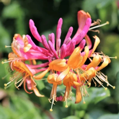 Жимолость ГЕКРОТА в Пскове