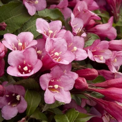 Вейгела ФЛОРИДА в Пскове