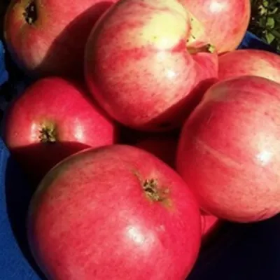 Яблоня СУЙСЛЕПСКОЕ (МАЛИНОВКА) в Пскове