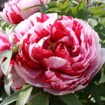 Пион РЕД ВИЗ ПИНК древовидный в Пскове