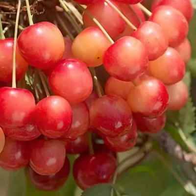 Черешня ЮЛИЯ в Пскове
