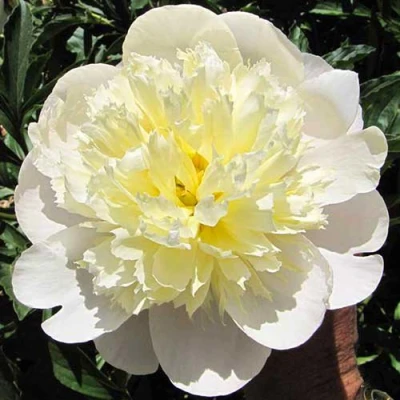 Пион ПРИМАВЕРА травянистый в Пскове