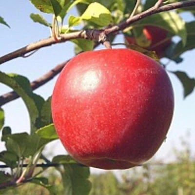 Яблоня ЛИГОЛ в Пскове