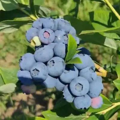 Голубика МЕГАС БЛЮ в Пскове