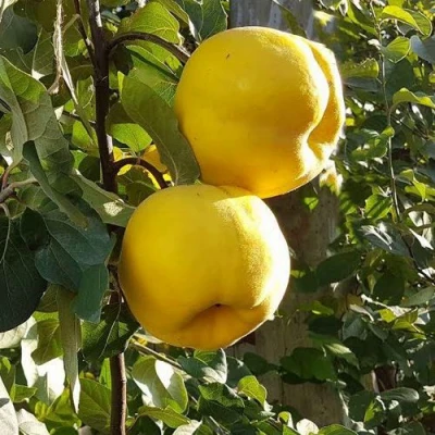 Айва МАРИЯ в Пскове