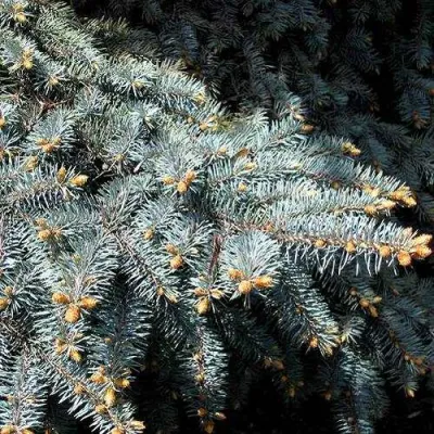 Ель НАНА сизая в Пскове