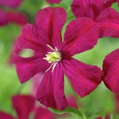 Клематис МАДАМ ДЖУЛИЯ КОРРЕВОН в Пскове