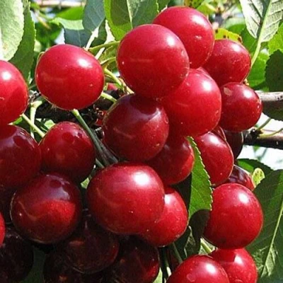 Вишня ГЛУБОКСКАЯ в Пскове