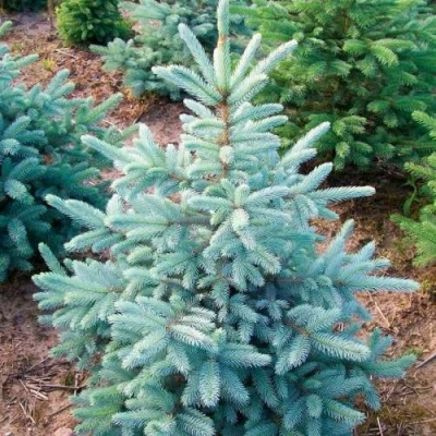 Ель КЕЙБАБ колючая в Пскове