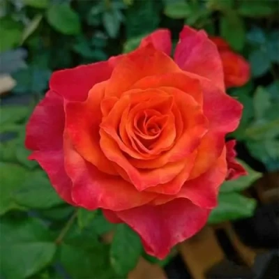 саженцы розы Апачи