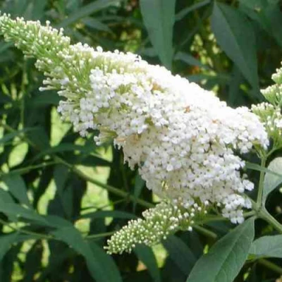 Буддлея давида ВАЙТ ПРОФЬЮЖН в Пскове