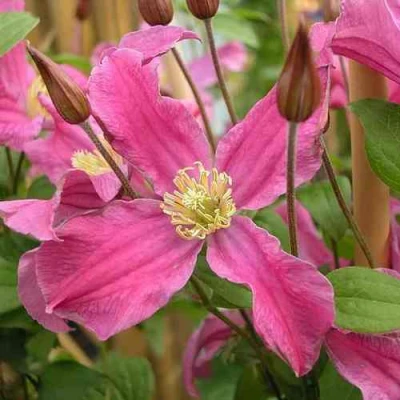 Клематис ИНСПИРЕЙШН ЗОЙН в Пскове