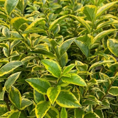 Бирючина АУРЕУМ овальнолистная в Пскове