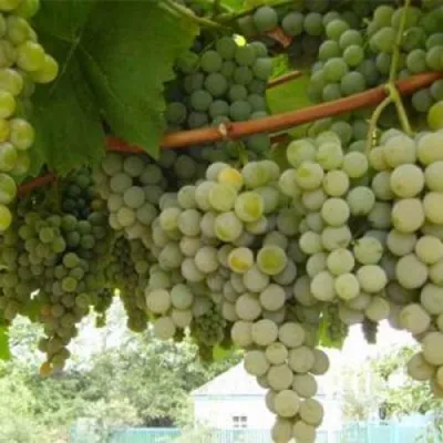 Виноград АНАНАСНЫЙ РАННИЙ в Пскове