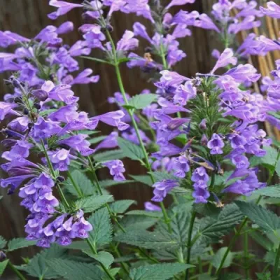 Котовник БЛЮ ДРИМС полусидячий в Пскове