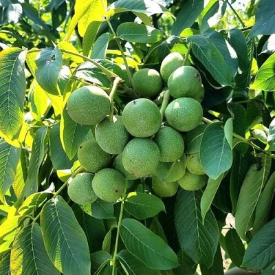 Грецкий орех  ИЗЯЩНЫЙ в Пскове