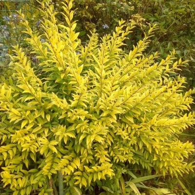 Бирючина АУРЕА обыкновенная в Пскове