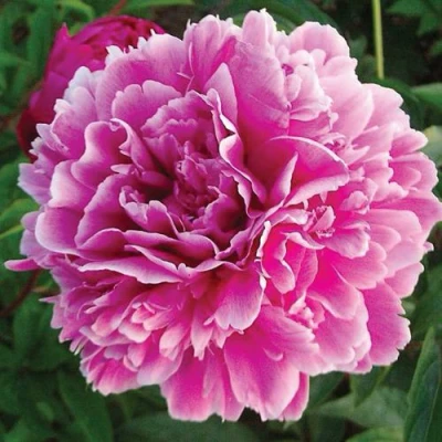 Пион ПУРПУРНАЯ ФЕЕРИЯ травянистый в Пскове