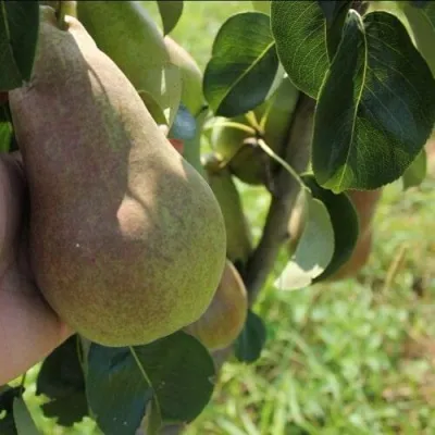 Груша БРЯНСКАЯ КРАСАВИЦА в Пскове