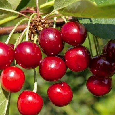 Вишня ЛЮБСКАЯ в Пскове