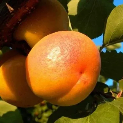 Абрикос СПАДЧЫНА в Пскове