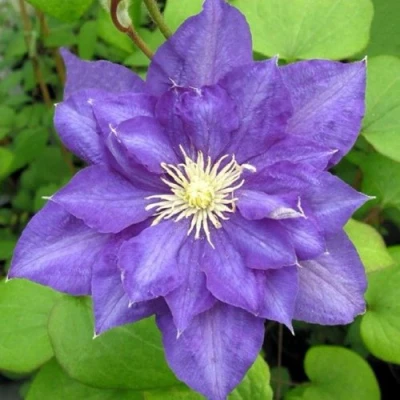 Клематис БЬЮТИ ОФ ВОЧЕСТЕР в Пскове