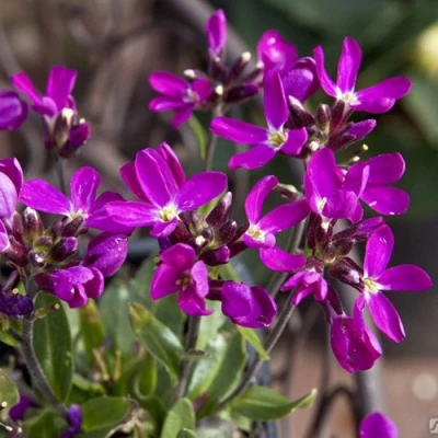 Арабис РОУЗ делайт в Пскове