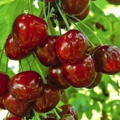 Черешня БУРЛАТ в Пскове