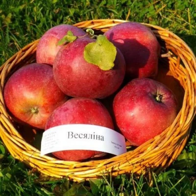 Яблоня ВЕСЯЛИНА в Пскове