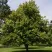 Липа сердцевидная в Пскове