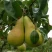 Груша КОНКОРД в Пскове